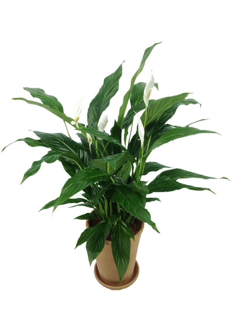 Air-purifying plants