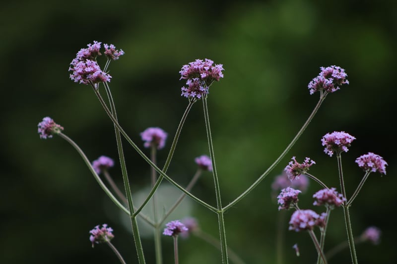 Bee-friendly plants