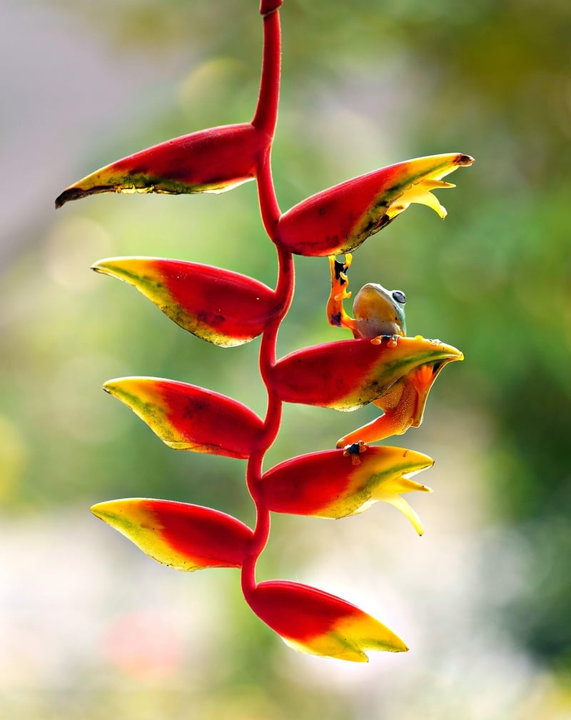 Indoor Plants